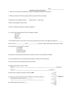 Meiosis Review Worksheet Answers