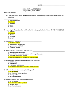 Chapter 12 Protein Synthesis Worksheet Answer Key worksheet