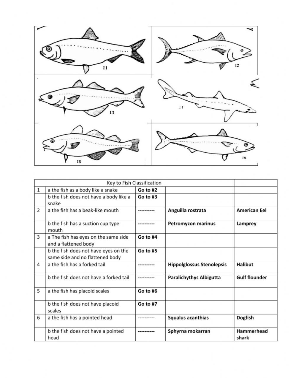 Fish Dichotomous Key Worksheet Answer Key