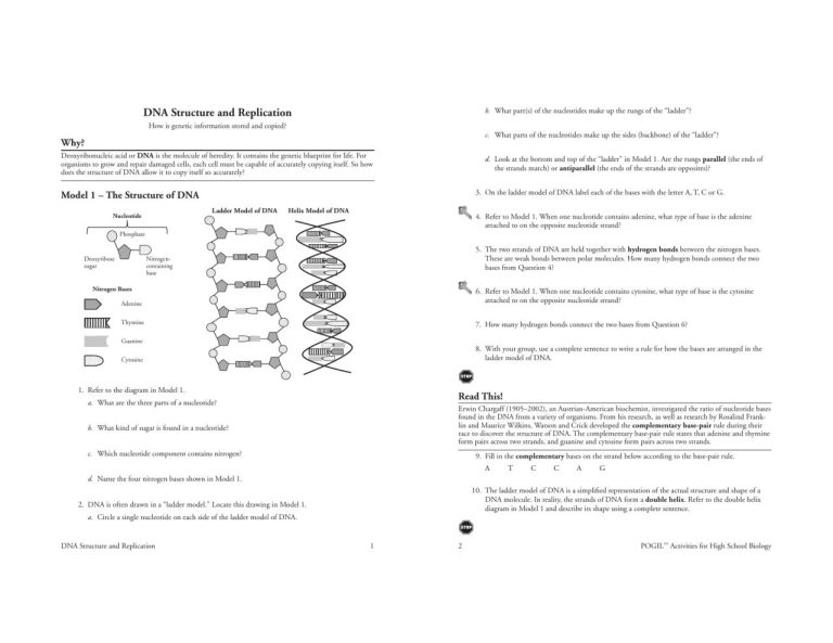 Dna Structure And Replication Worksheet Answer Key Pdf