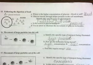 Cell Transport Review Answer Key Pictures Mrs. Derochers' Super