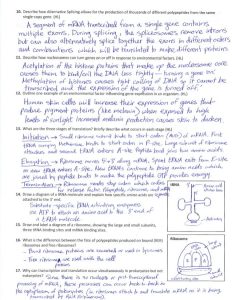 Biology Protein Synthesis Review Worksheet Answer Key worksheet