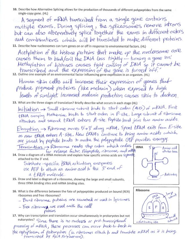 Answer Key Biology Answer Key Protein Synthesis Worksheet