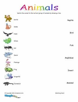 Classifying Animals Worksheet 3rd Grade Pdf