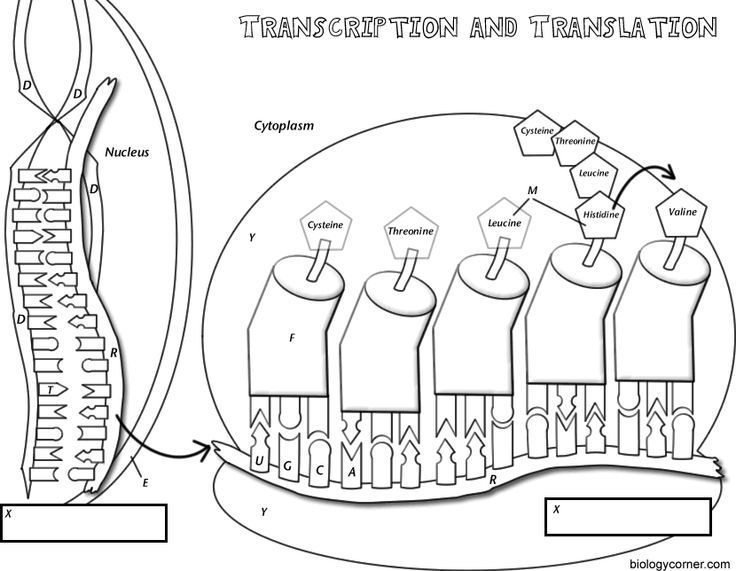 Transcription And Translation Coloring Worksheet Answers