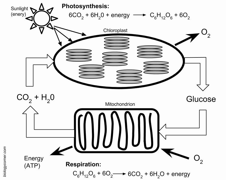 Biology Corner Photosynthesis Worksheet Answer Key