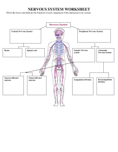 33 The Nervous System Worksheet Free Worksheet Spreadsheet
