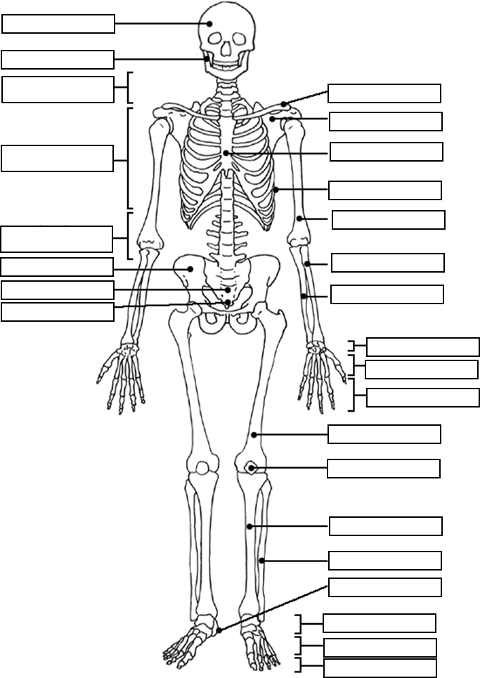 Skeletal System Coloring Worksheet Answers