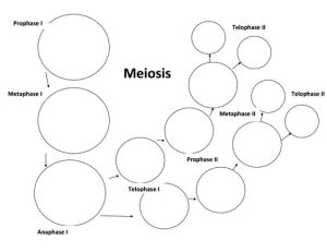 meiosis stages worksheet Meiosis Worksheet Mitosis & Meiosis