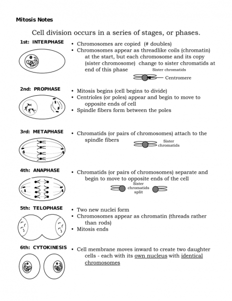 Key Mitosis Worksheet And Diagram Identification Answers