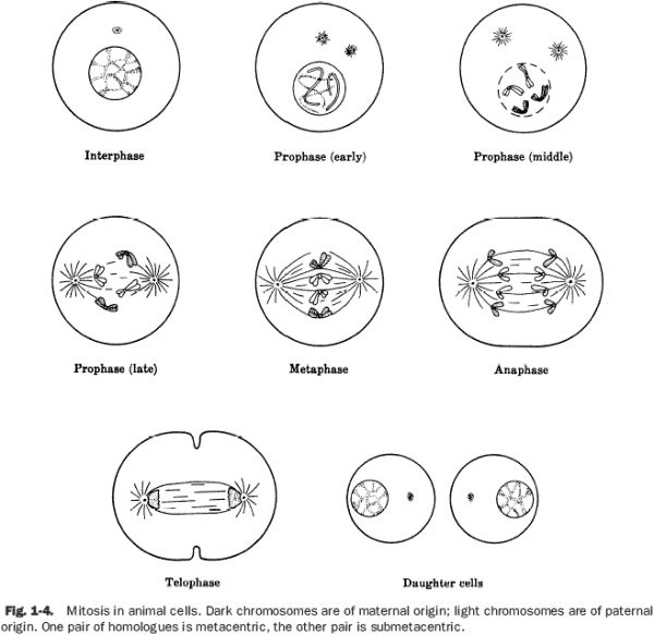 The Best cell cycle mitosis coloring worksheet http//coloring