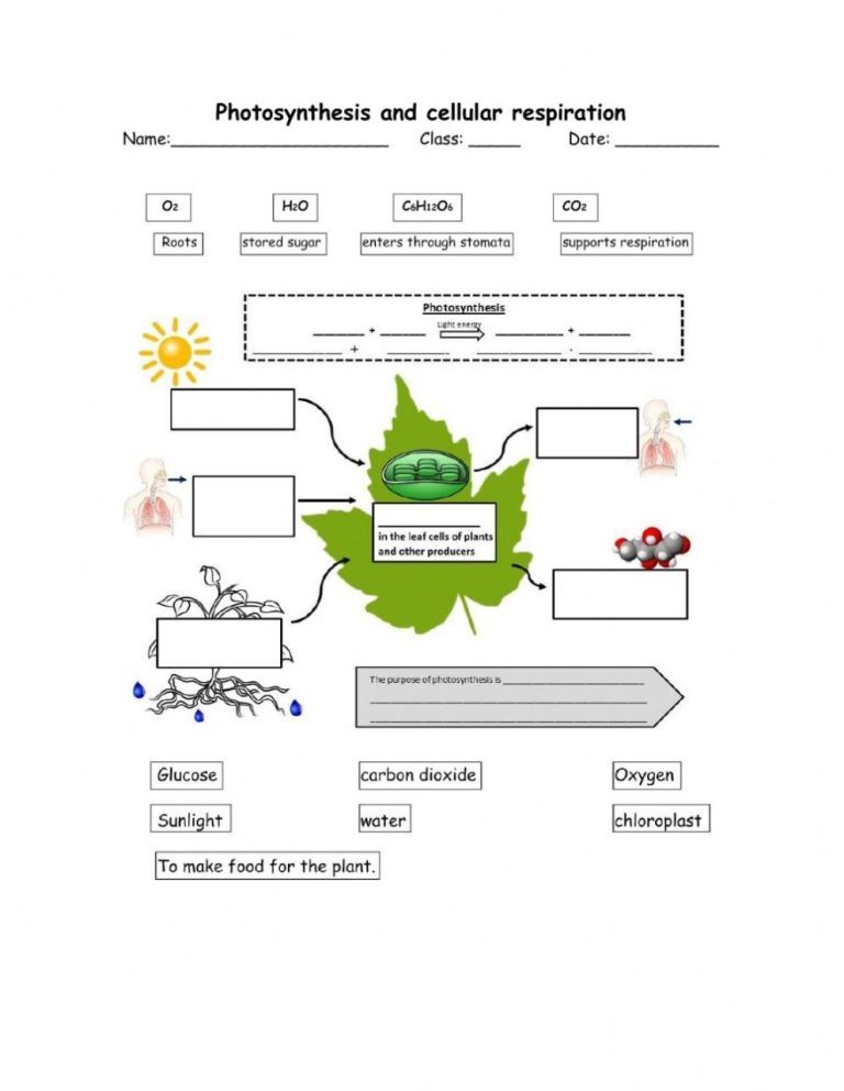 Photosynthesis And Cellular Respiration Worksheet Answer Key