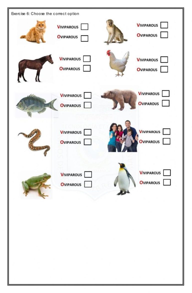 Difference Between Plants And Animals Worksheet