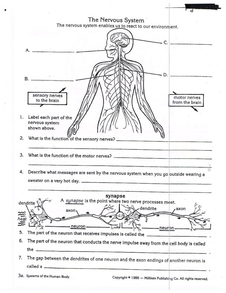 Science Worksheets For Grade 5 Human Body