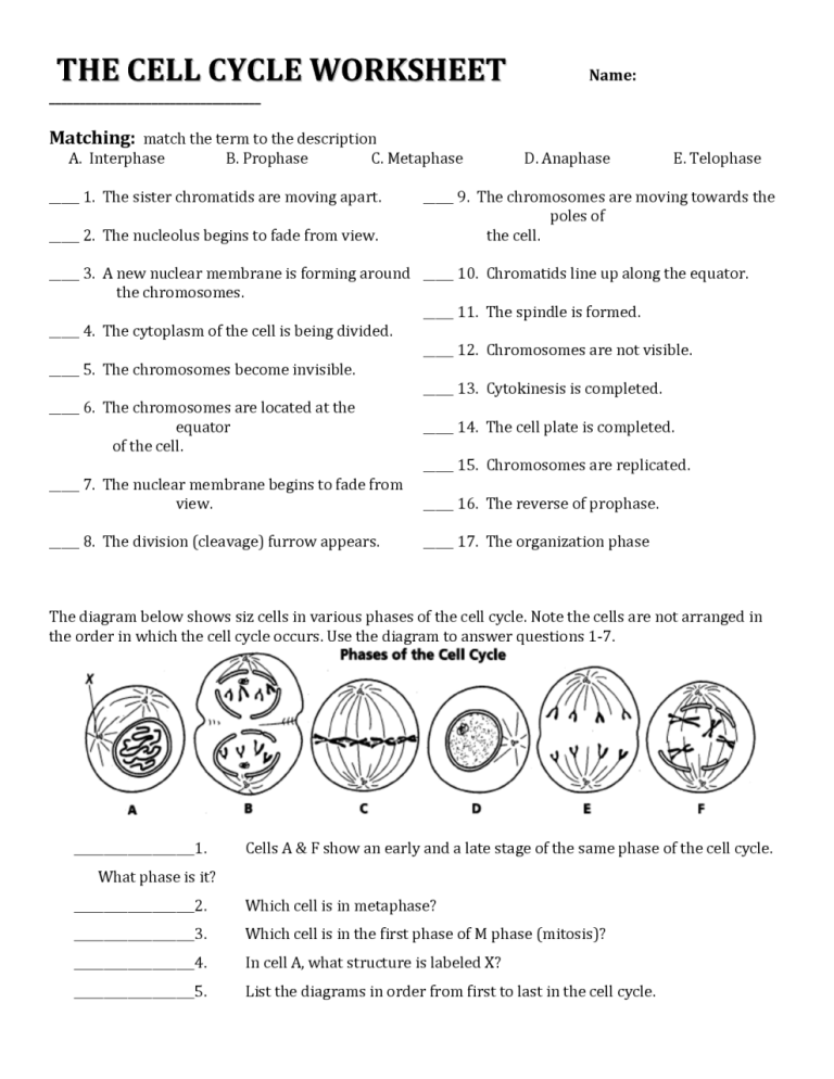 Mitosis Worksheet Phases Of The Cell Cycle Answer Key