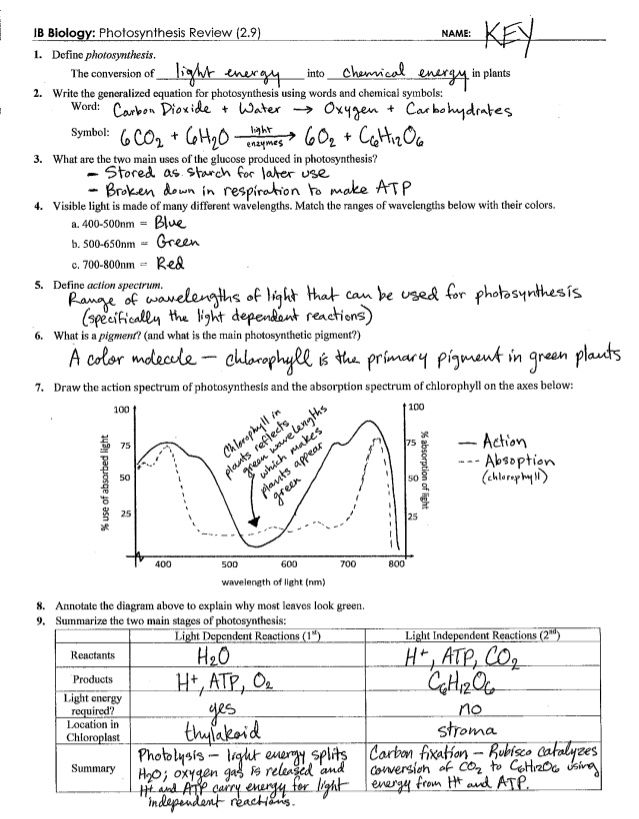 Photosynthesis Review Worksheet Answers Biology