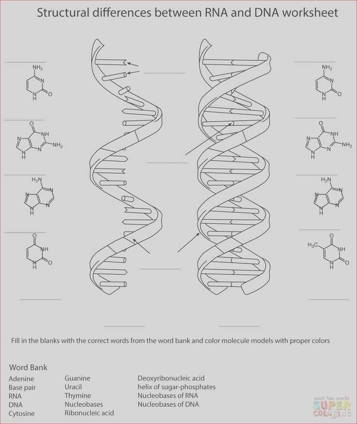 13 New Gallery Of Dna Coloring Transcription and Translation Answer Key