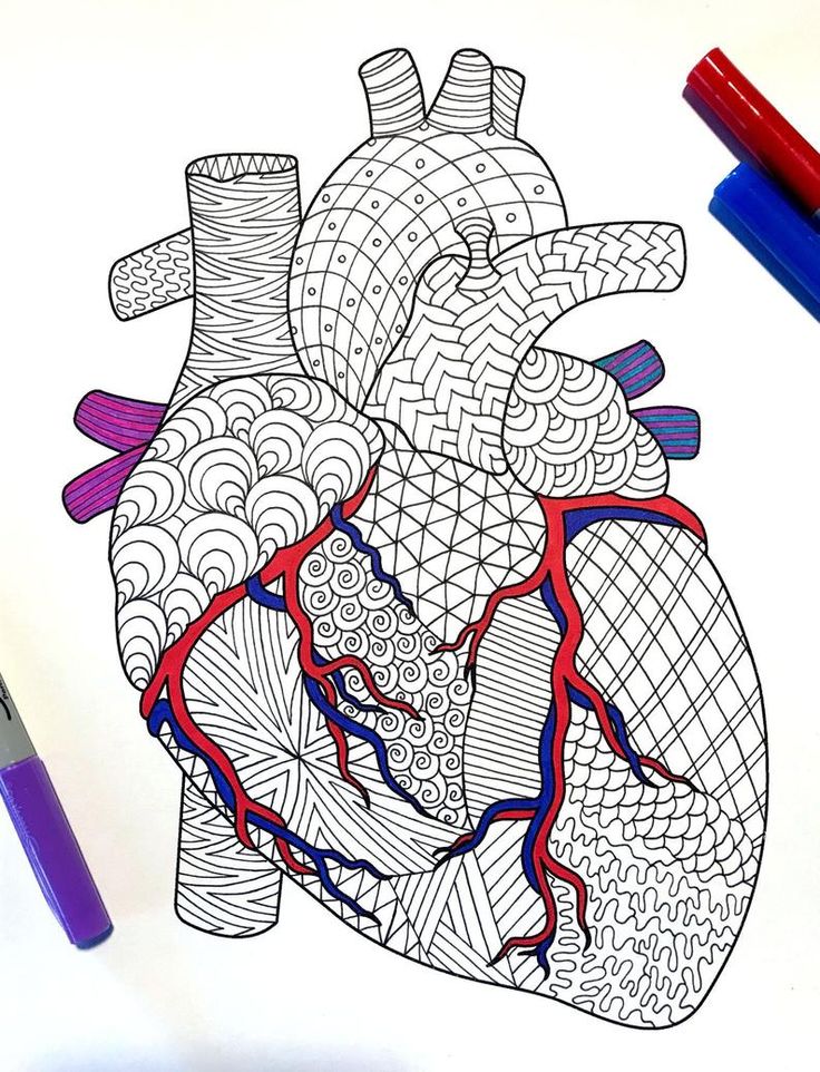 Heart Coloring Sheet Anatomy