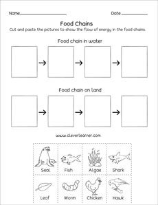 Food Chain Worksheets For Kids