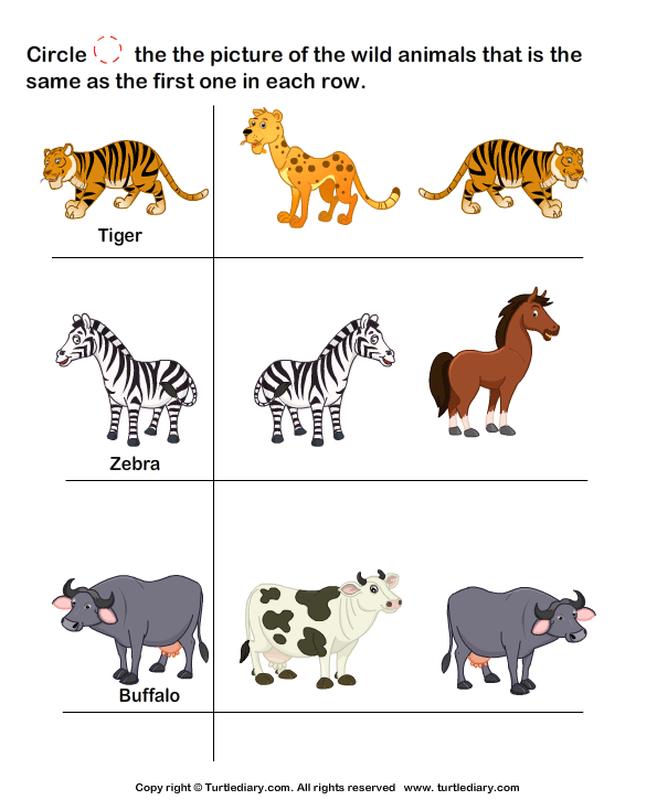 Preschool Wild Animals Worksheets For Kindergarten