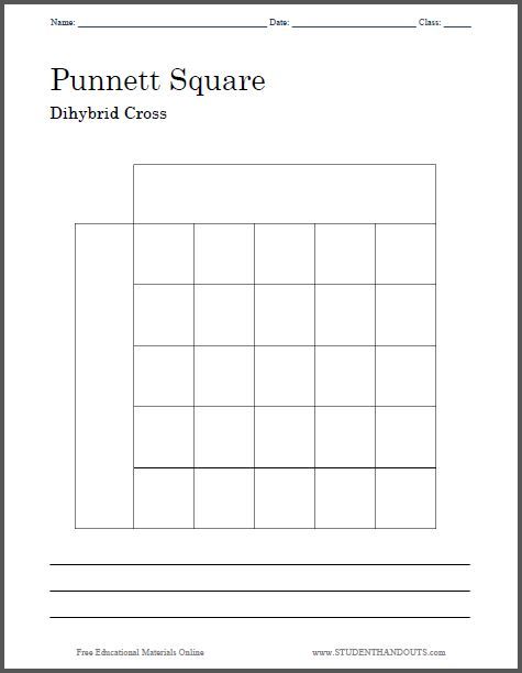 Simple Punnett Square Worksheet Pdf