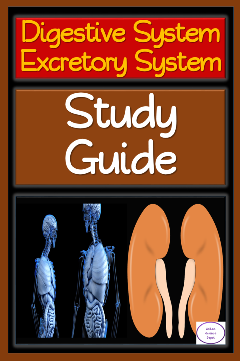 Digestive System Study Guide Answer Key