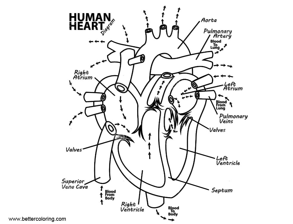 Coloring Pages Human Heart Anatomy And Physiology Coloring Pages Free