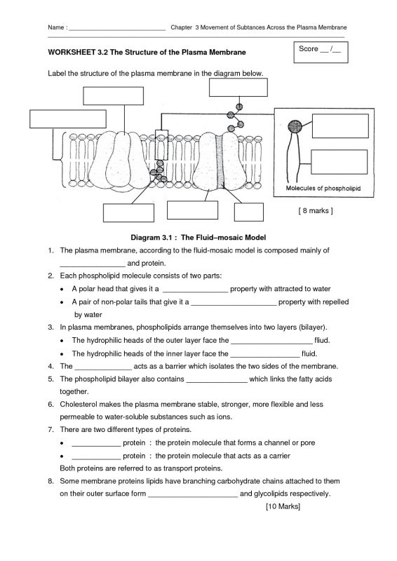 Cell Membrane Coloring Worksheet with Complete Answers K5 Worksheets