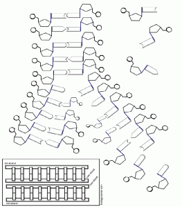 DNA The Double Helix, Coloring Worksheet