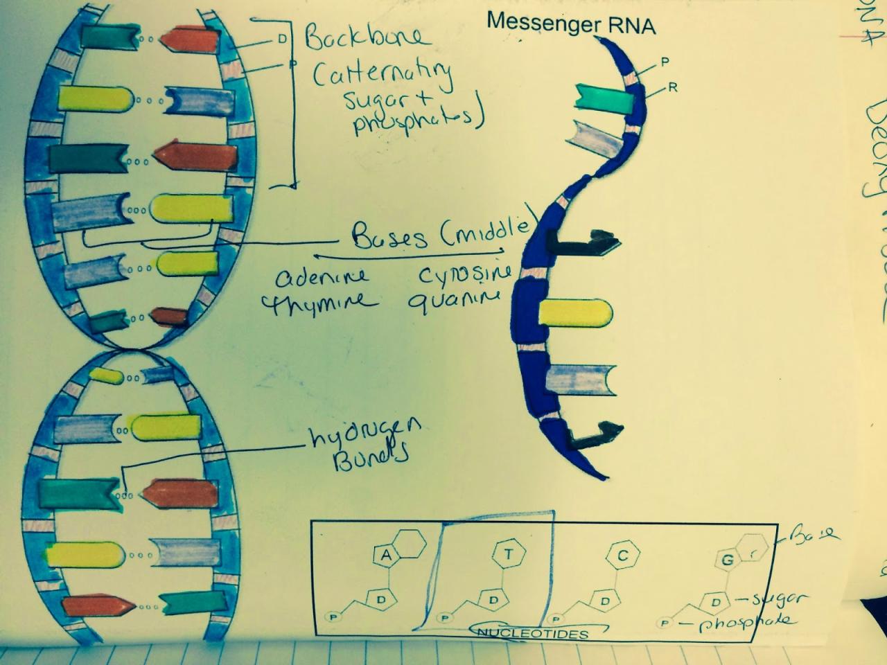 Mrs. Greeley Howard’s Biology Class DNA coloring notes and questions