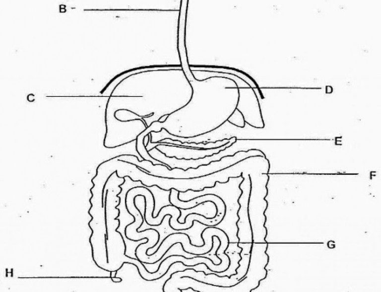 Human Digestive System Coloring Worksheet Answers