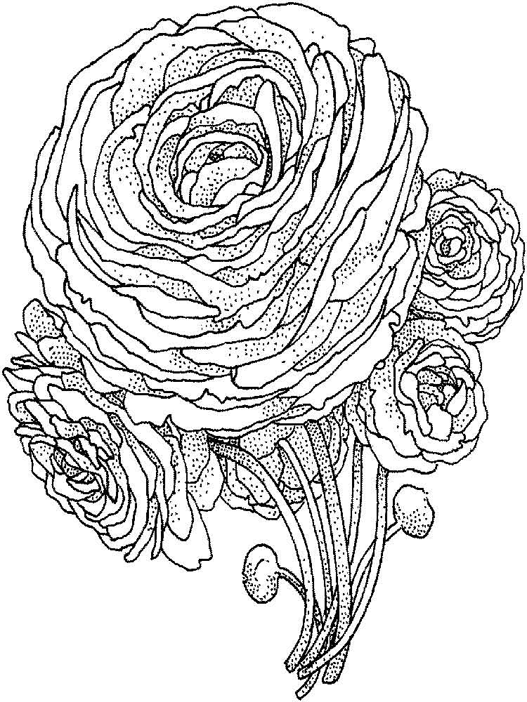 Coloring Pages Flowers Roses