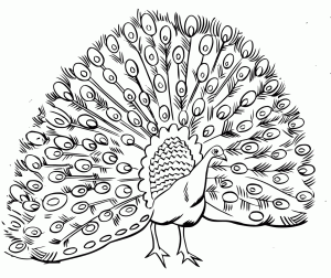 Cool Coloring Pages For Adults Peacock Coloring Home