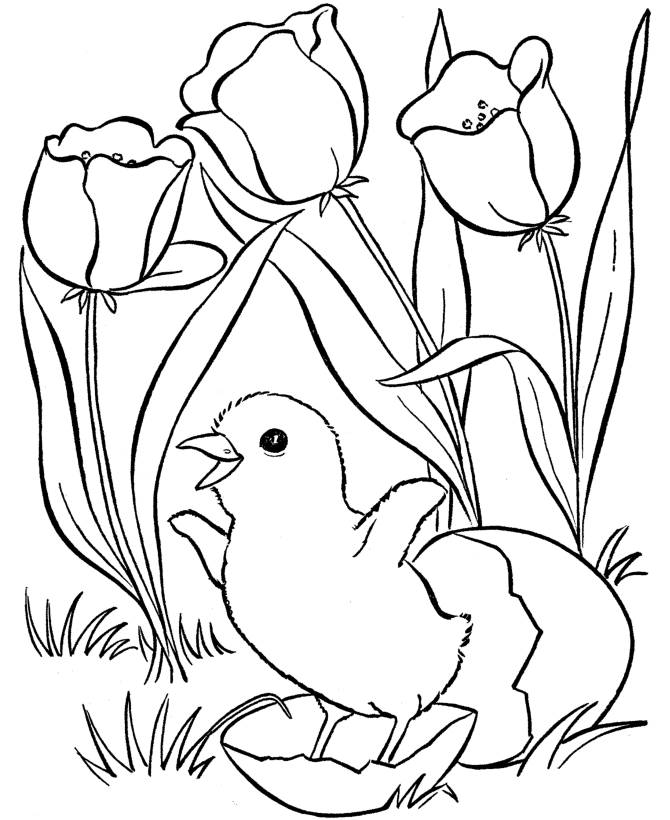 Spring Coloring Pages Toddlers