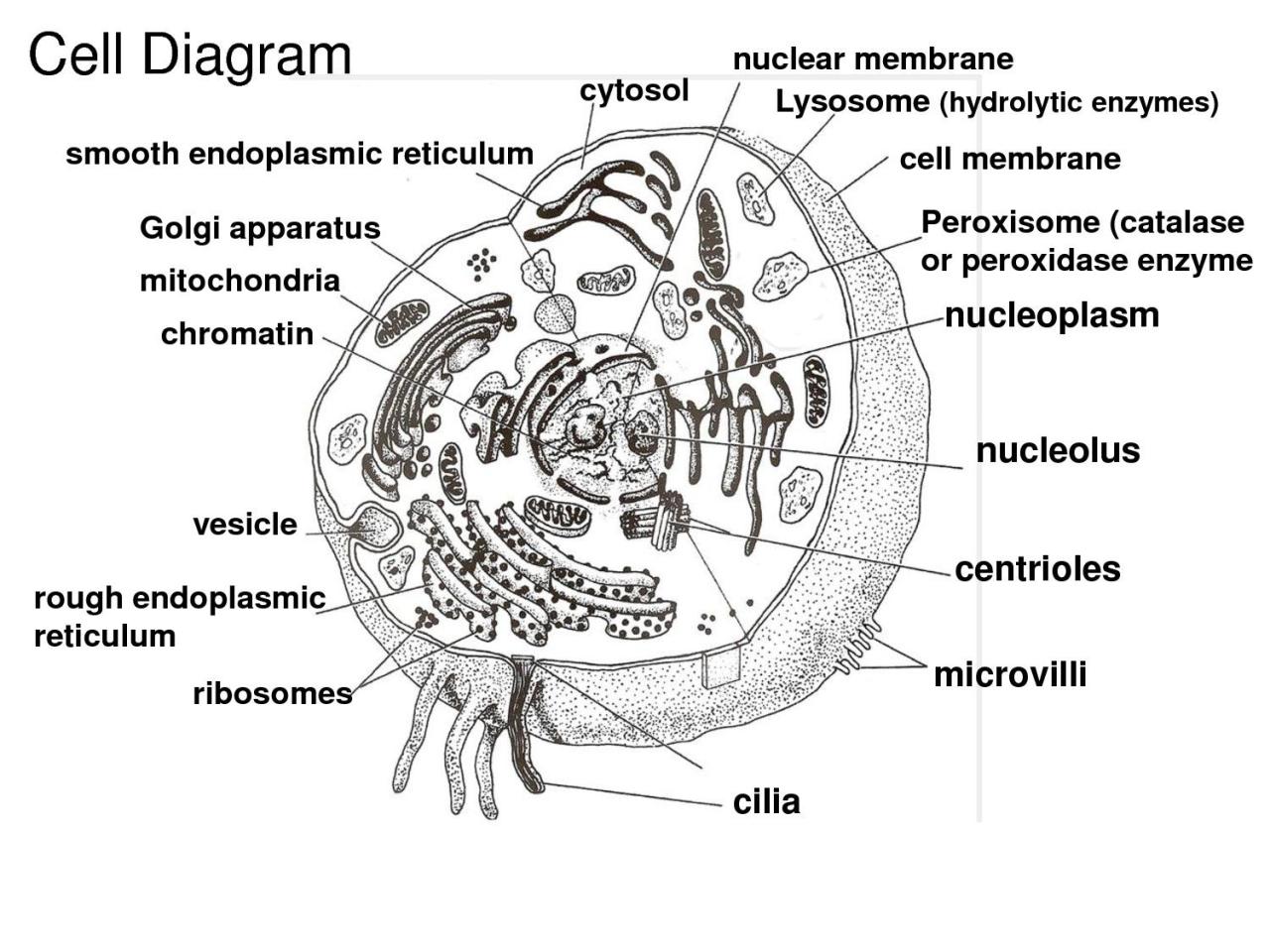 Plant Cell Diagram Worksheet Answers Fresh Animal Cell Coloring Page