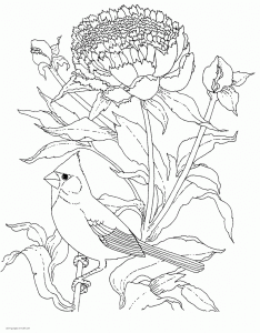 Realistic Birds. Coloring Pages For Adults