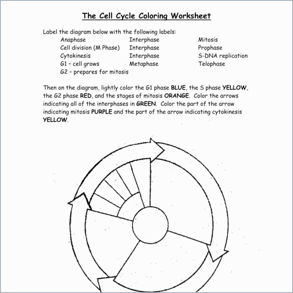 The Cell Cycle Worksheet Answer Key Pdf