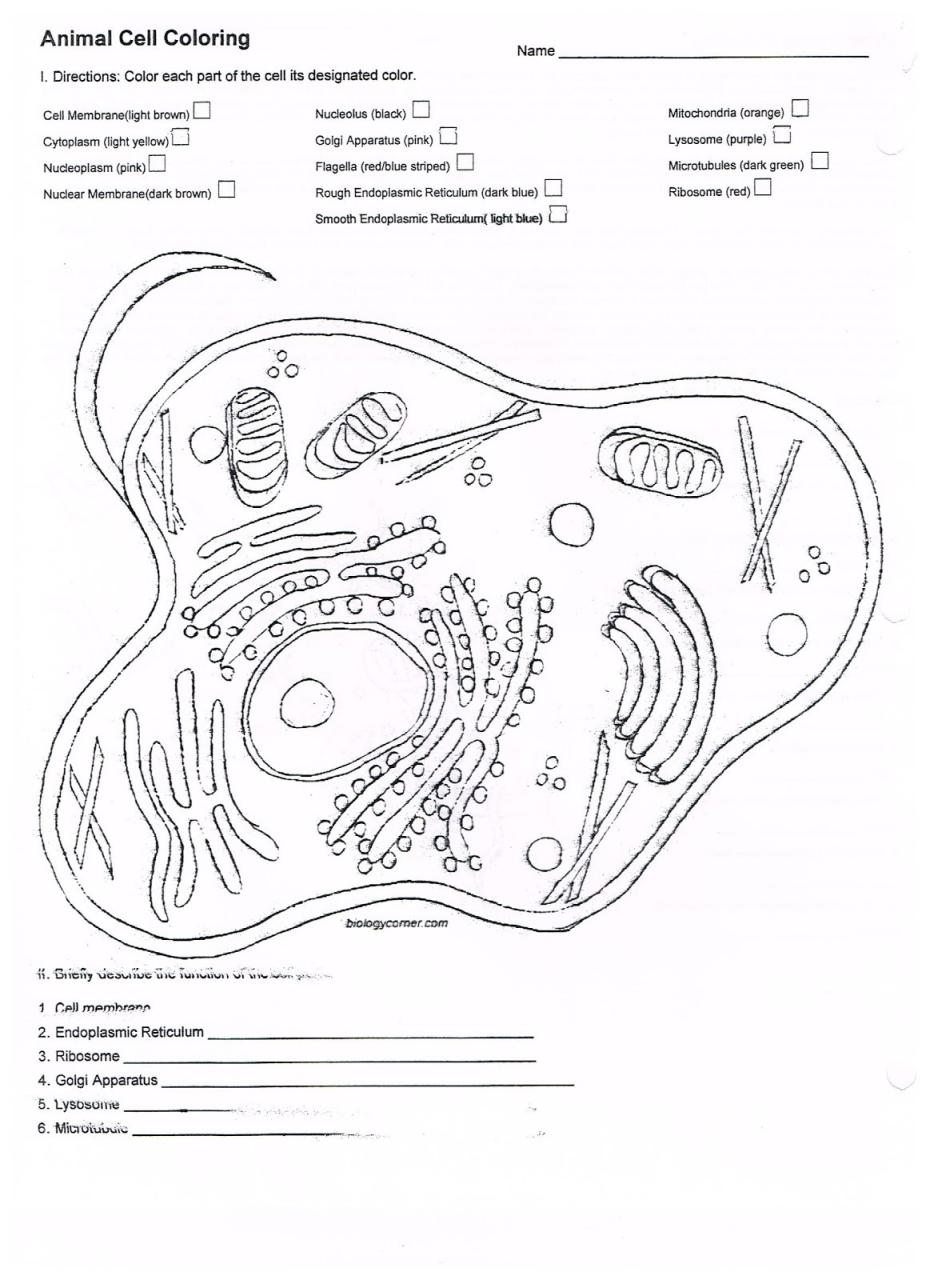 Coloring Page Animal Cell With Membrane Worksheet Answer Key —