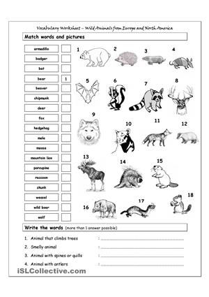 Wild Animals Worksheets For Grade 3