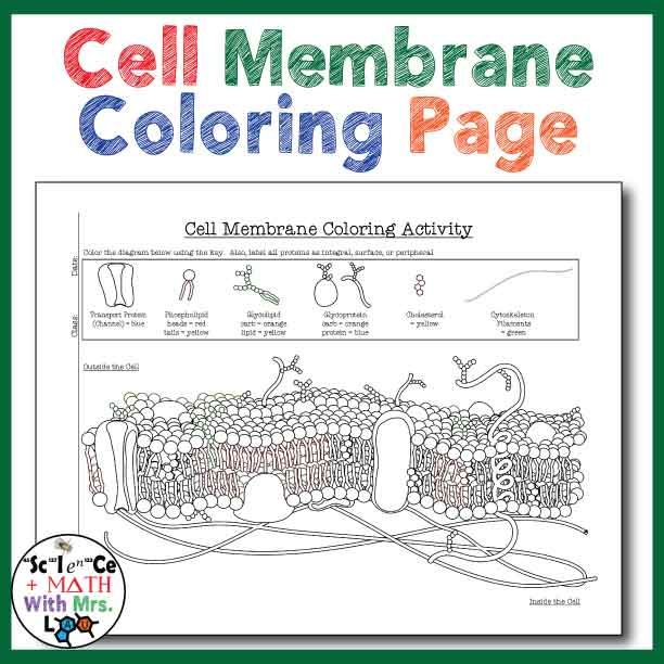 Cell Membrane Coloring Activity Help Students Identify Key Structures