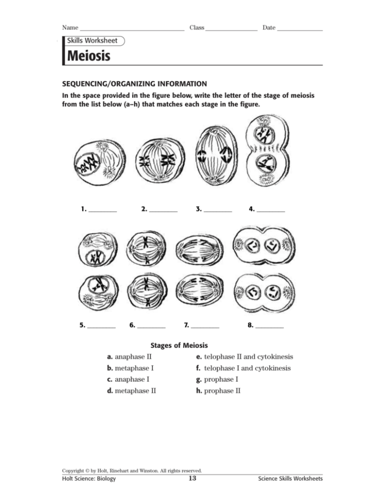 Mitosis Meiosis Coloring Worksheet