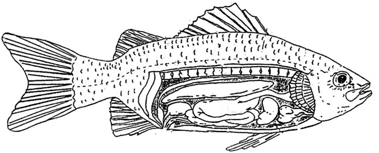 Fish Anatomy Worksheet Answer Key