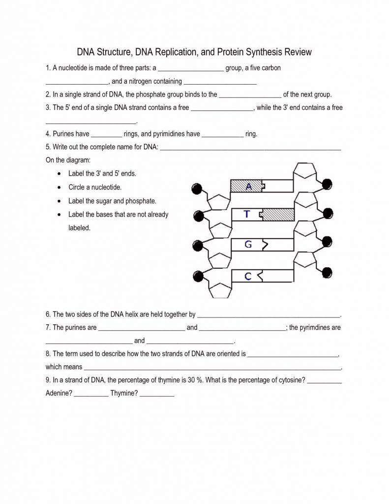 Dna Replication Coloring Worksheet Pdf Answer Key