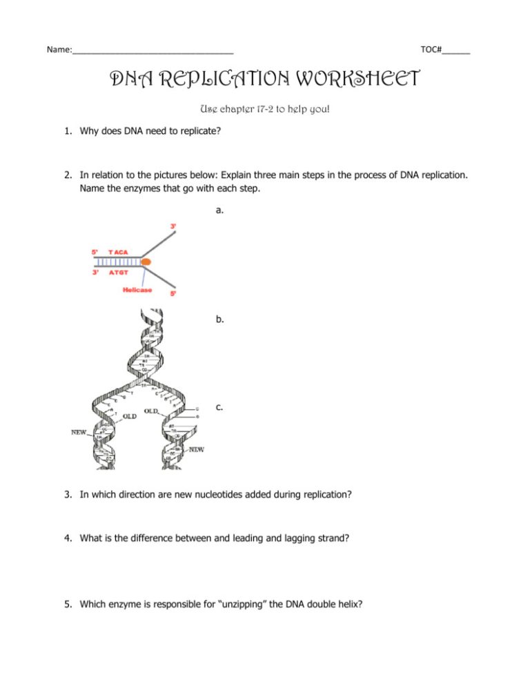 Dna Replication Worksheet Answer Key