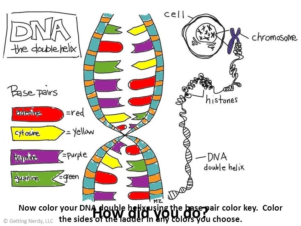 DNA The Double Helix Coloring Worksheet Answers
