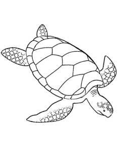 Print & Download Turtle Coloring Pages as the Educational Tool