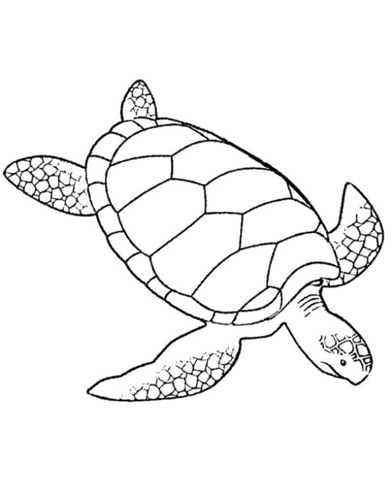 Turtle Coloring Pages Free Printable