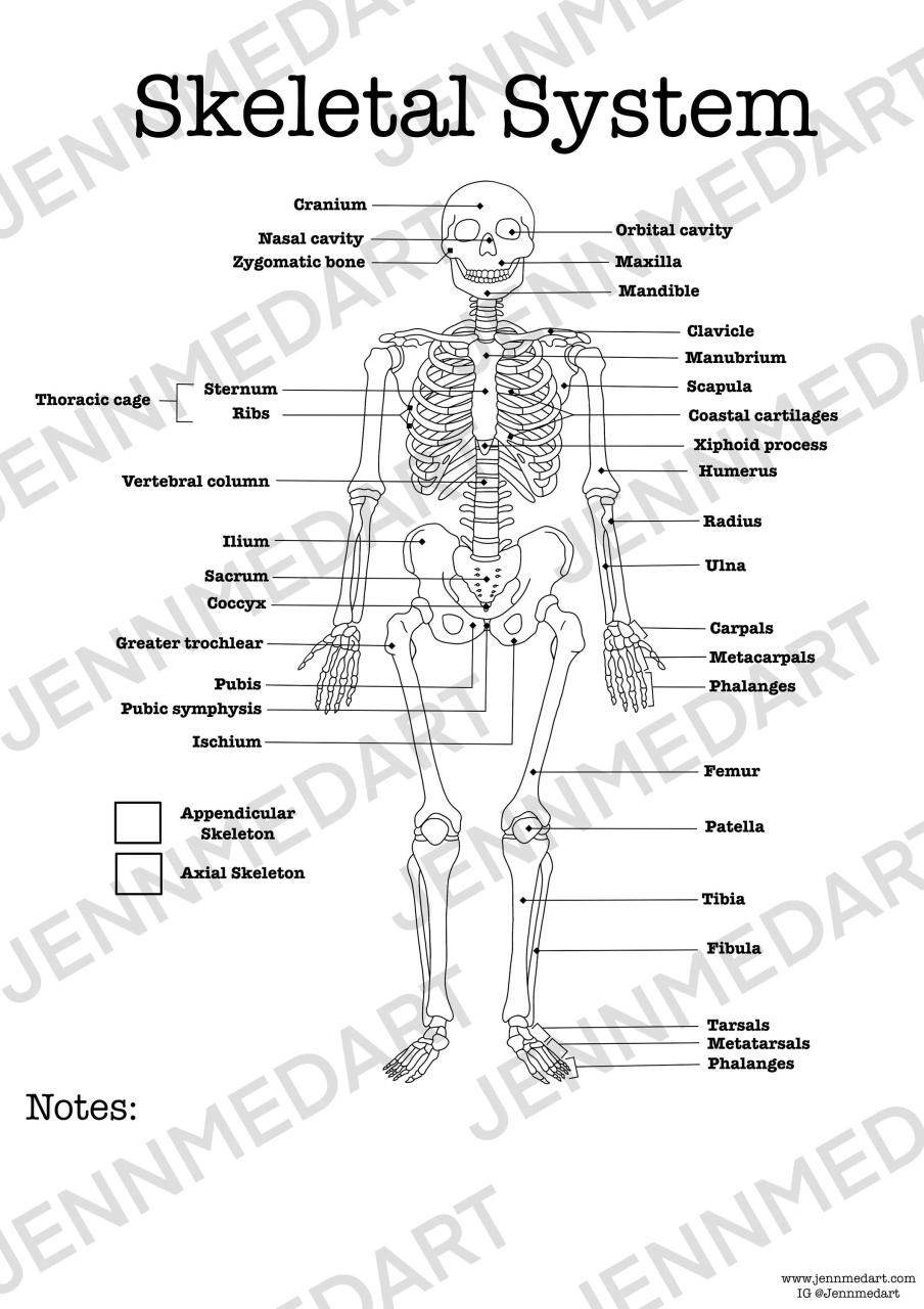 Skeletal System Anatomy Worksheet, 3in1 Set A Labeled Coloring Page