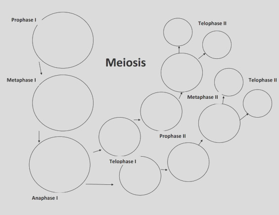 Meiosis Coloring Page