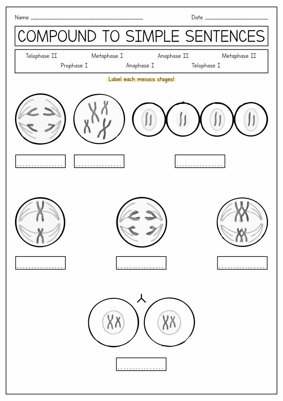 16 Best Images of Meiosis Diagram Worksheet Meiosis Stages Worksheet